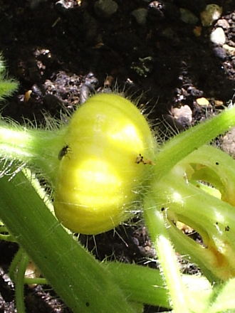 Pumpkin 