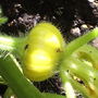 Firstpumpkin