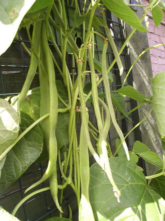 Runner bean 