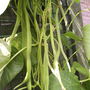 Runner bean "White Lady"