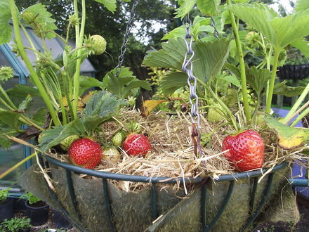 Last of the Strawberries