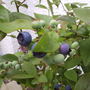First of the Blueberries.