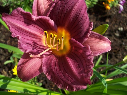 Purple D'Oro Daylily (Hemerocallis Purple D'Oro)