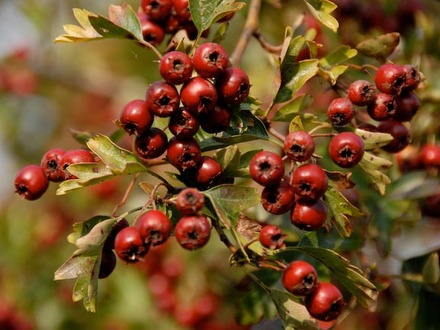 Hawthorn Berries - 07October2007