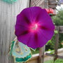 Morning Glory (Ipomoea purpurea (Morning glory))