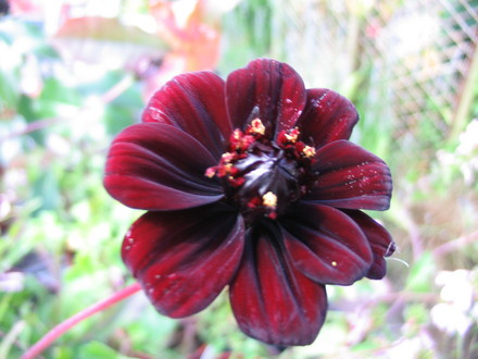 Cosmos Chocamocha (Cosmos hybrid)