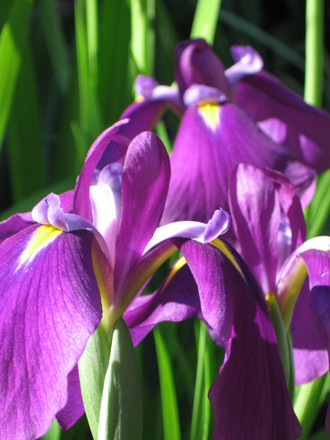 Japanese Iris (Iris japonica (Orchid Iris))