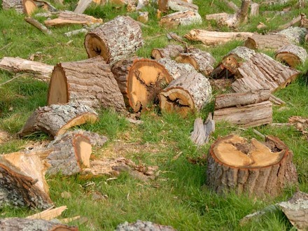 Dead Oak wood ready to give warmth