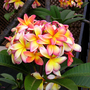 Frangipan (Plumeria)