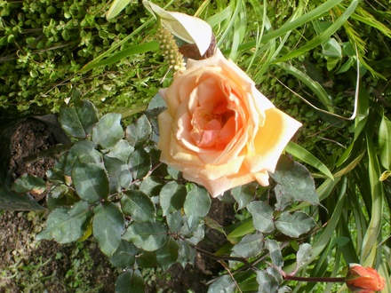 Peach rose. 