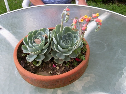 Succulents in flower - My mother's garden .
