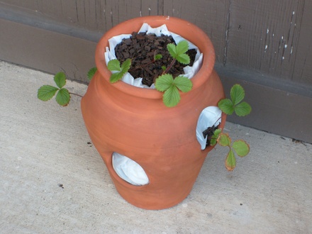 The strawberries in their pot. 