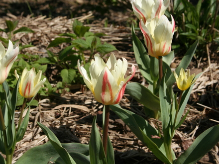 A garden flower photo