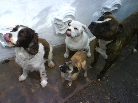 4 dogs together