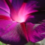 Morning Glory (Ipomoea purpurea (Morning glory))