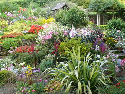 Lilies & mixed border