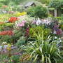 Lilies & mixed border