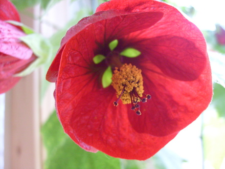Indoor Flowering Maple
