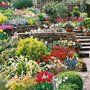Tulip Time - 07