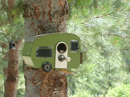 Frog in Birdhouse