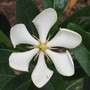 Gardenia vietnamensis (Gardenia vietnamensis)