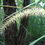 Pampas grass