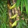 Bamboo