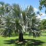 Bismarckia nobilis