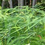 Dicranopteris_linearis