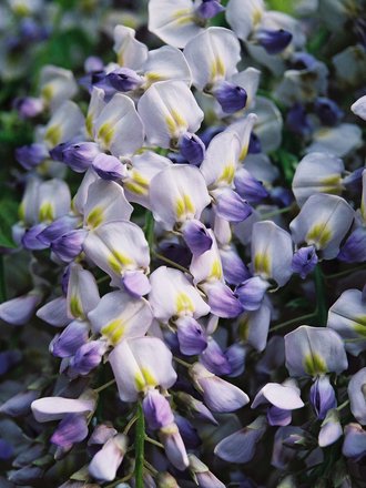 Wisteria