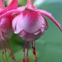 K._Double_Pink_Trailing_Fuchsia.jpg