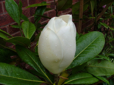 magnolia grandiflora