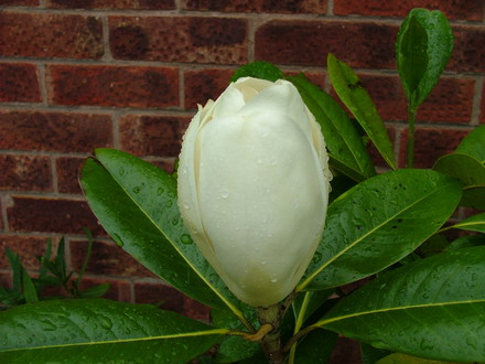 magnolia grandiflora, new flower