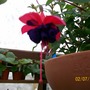 Un-named Fuchsia (Fuchsia)