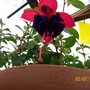 Un-named Fuchsia (Fuchsia)