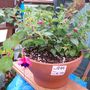 Un-named Fuchsia (Fuchsia)