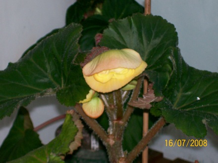 Buds (Begonia)