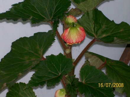 Buds (Begonia)