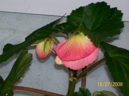 Buds (Begonia)