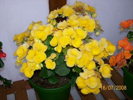 A garden flower photo (Begonia)