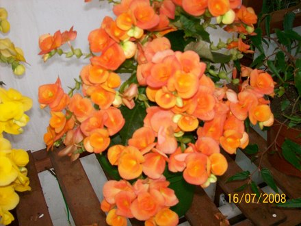 A garden flower photo (Begonia)