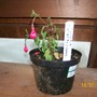 Fuchsia (Fuchsia)
