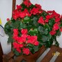 Begonia_betulia