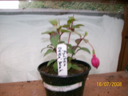 Fuchsia - Delta Sarah (Fuchsia)