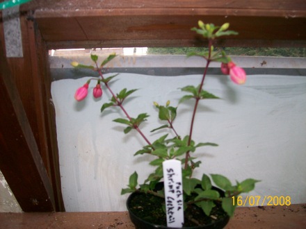 Fuchsia - Shrimp Cocktail (Fuchsia)