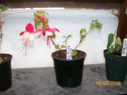 Fuchsia - Swing Time (Fuchsia)