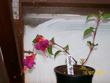 Fuchsia - Dollar Princess (Fuchsia)