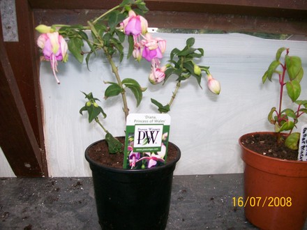 Fuchsia - Dianna Princess of Wales (Fuchsia)