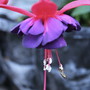 01. Fuchsia 'Dollar Princess' in the Rain, close up +4.jpg