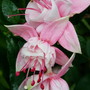 02._Fuchsias_in_the_Rain.jpg